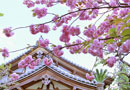 八重桜